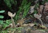 stopečka pýřitá (Houby), Helvella macropus (Pers.) P. Karst. (Fungi)
